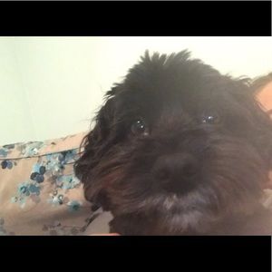 Meet your Posher, Ryenne